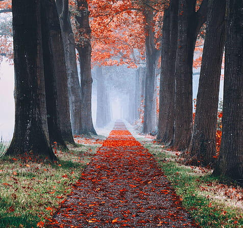 seasons